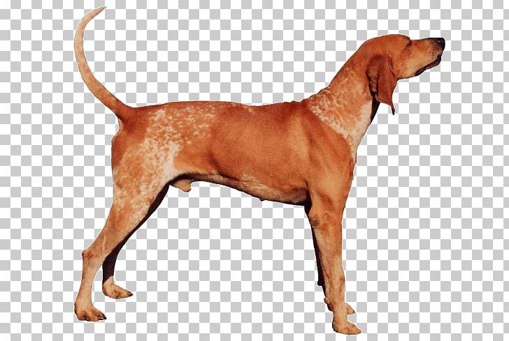 American English Coonhound Redbone Coonhound Black And Tan Coonhound English Foxhound Bluetick Coonhound PNG, Clipart, Amer, American English Coonhound, Broholmer, Carnivoran, Dog Breed Free PNG Download
