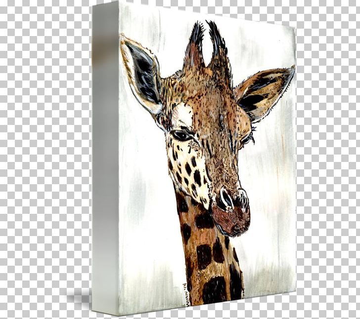 Giraffe Fauna Neck Wildlife Terrestrial Animal PNG, Clipart, Animal, Fauna, Giraffe, Giraffe Head, Giraffidae Free PNG Download