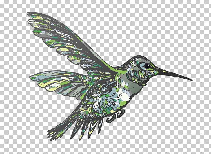 Hummingbird PNG, Clipart, Animals, Beak, Bird, Computer Icons, Cuculiformes Free PNG Download