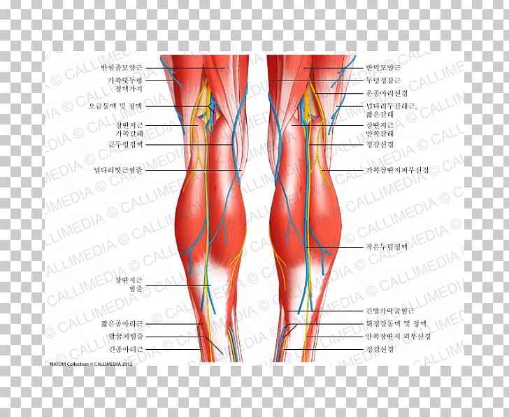 Knee Human Body Anatomy Tendon Patellar Ligament PNG, Clipart, 3d Head, Abdomen, Anatomy, Arm, Blood Vessel Free PNG Download