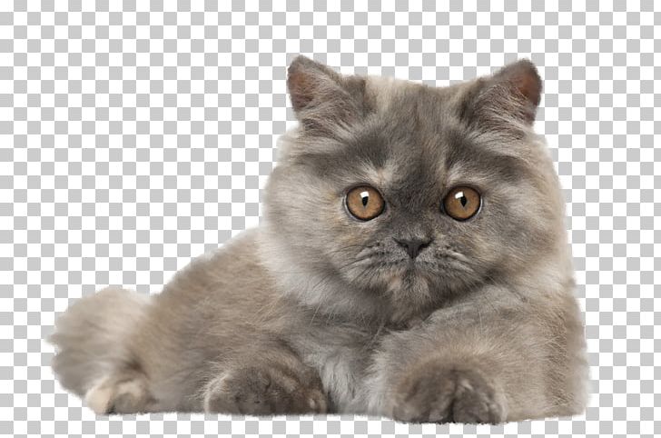 Persian Cat Kitten Dog Cat Play And Toys Popular Cat Names PNG, Clipart, Animals, Asian, Asian Semi Longhair, Breed, British Semi Longhair Free PNG Download