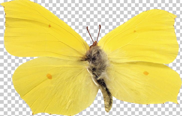 Colias Butterfly Lycaenidae Nymphalidae Moth PNG, Clipart, Arthropod, Brush Footed Butterfly, Butterflies And Moths, Butterfly, Colias Free PNG Download