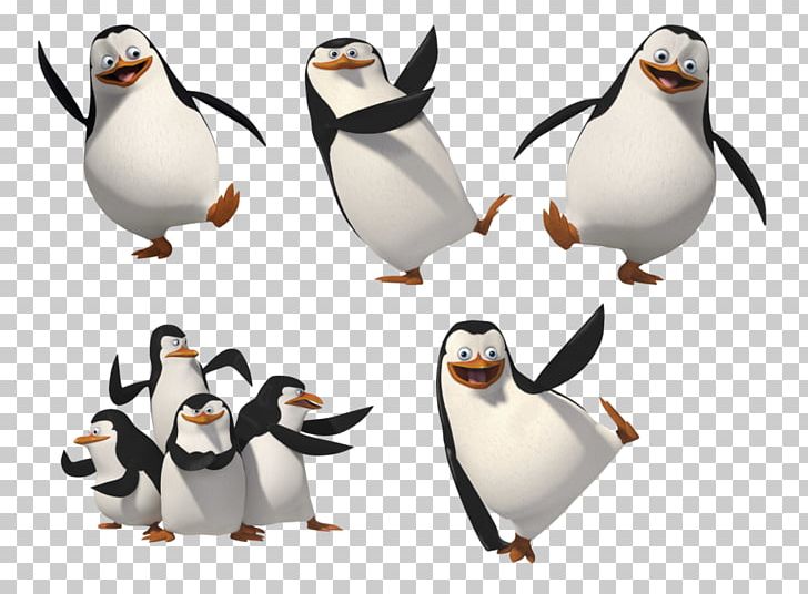Kowalski Skipper The Penguins Of Madagascar Streaming Media PNG, Clipart, Beak, Bird, Dreamworks Animation, Flightless Bird, John Malkovich Free PNG Download