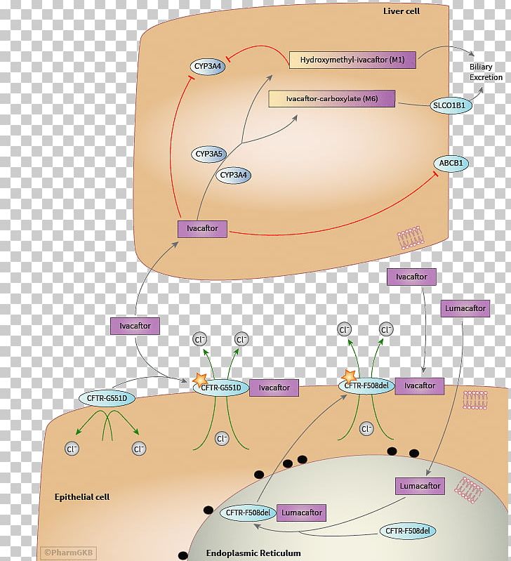 Lumacaftor/ivacaftor Pharmacodynamics Cystic Fibrosis Transmembrane Conductance Regulator Pharmacokinetics PNG, Clipart, Cystic Fibrosis, Diagram, Epithelium, Feces, Ivacaftor Free PNG Download