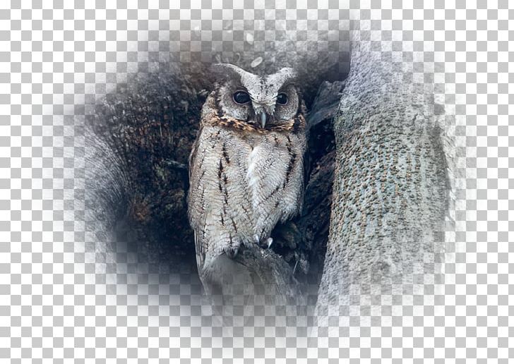 Owl Desktop Computer Desktop Environment PNG, Clipart, Animals, Baykus, Beak, Bird, Bird Of Prey Free PNG Download