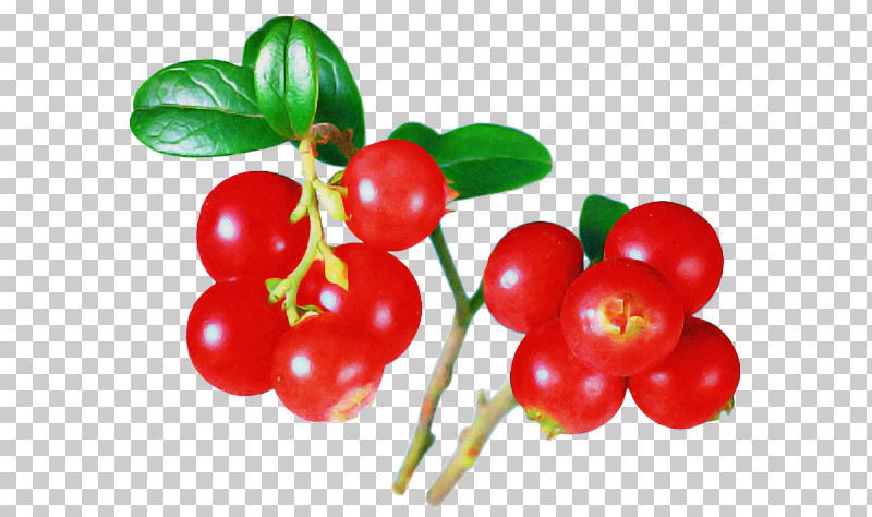 Plant Fruit Natural Foods Lingonberry Berry PNG, Clipart, Acerola Family, Arctostaphylos, Arctostaphylos Uvaursi, Berry, Cherry Free PNG Download