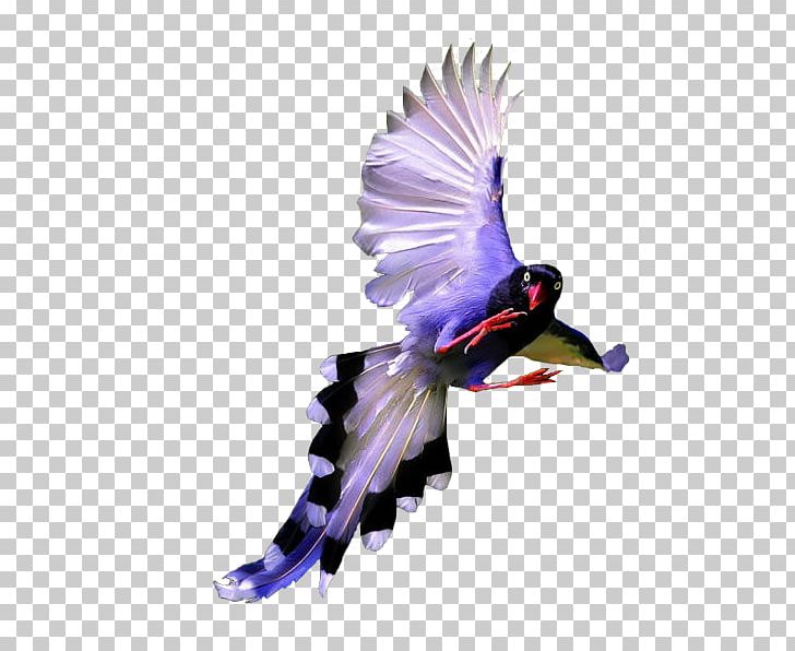 Bird PNG, Clipart, Beak, Bird, Computer Icons, Data Compression, Download Free PNG Download