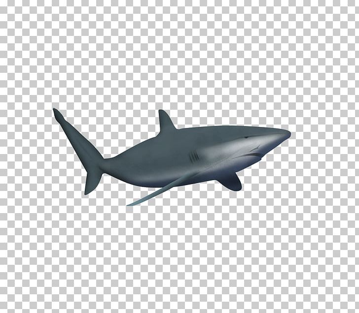 Great White Shark Marine Mammal Drawing PNG, Clipart, Animals, Aquarium, Black And White, Cartilaginous Fish, Dolphin Free PNG Download