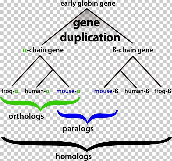 Homology Bioinformatics Gene Duplication Evolution PNG, Clipart, Angle, Area, Bioinformatics, Biology, Developmental Biology Free PNG Download