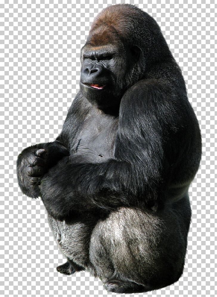 King Kong Western Gorilla Donkey Kong PNG, Clipart, Camera, Camera Lens, Chimpanzee, Clip Art, Common Chimpanzee Free PNG Download