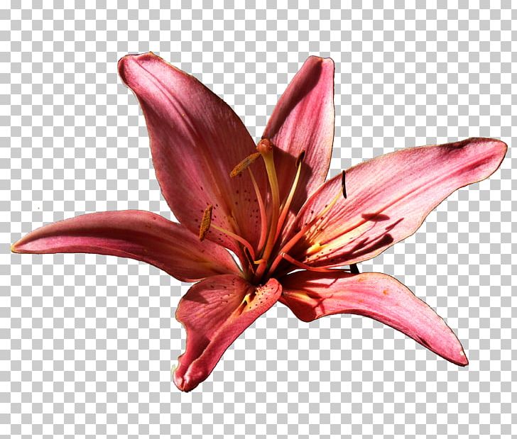 Lilium Flower Daylily PNG, Clipart, Cut Flowers, Daylily, Diary, Flower, Flowering Plant Free PNG Download