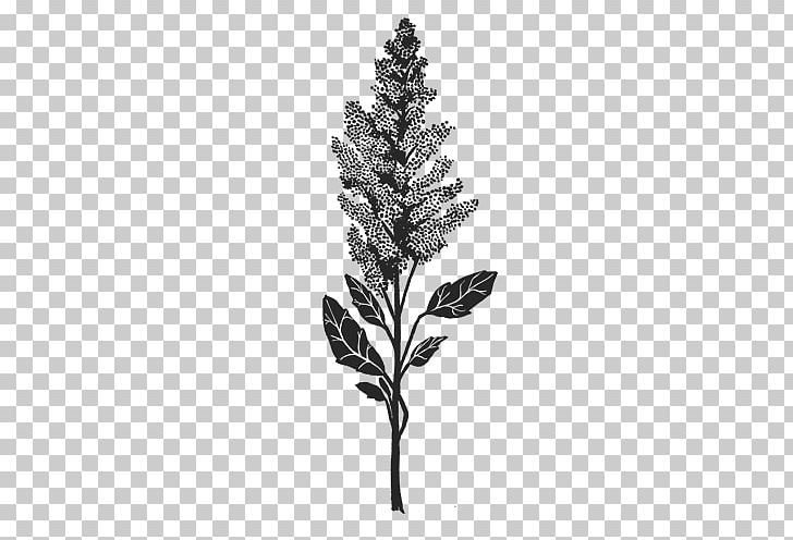 Pine Leaf Mental Disorder Nervous System Plant Stem PNG, Clipart, Avolition, Black And White, Branch, Constitution, Flora Free PNG Download