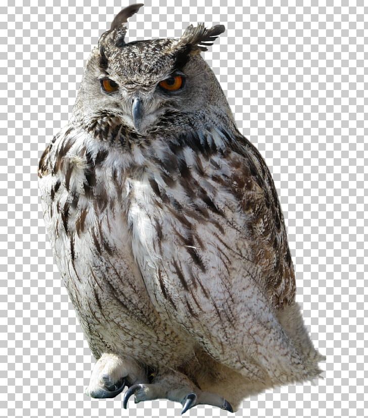Snowy Owl Bird PNG, Clipart, Animals, Beak, Bird, Bird Of Prey, Desktop Wallpaper Free PNG Download