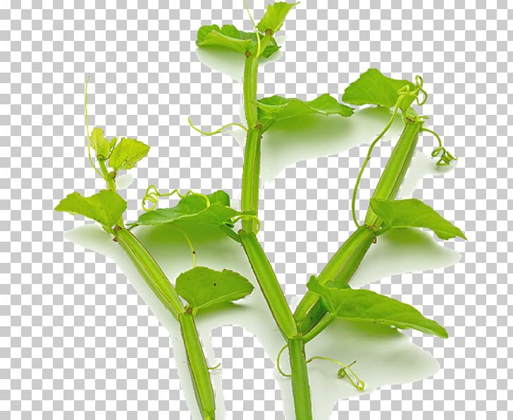 Veld Grape Leaf Herb Plant Cayratia Trifolia PNG, Clipart, Grapes, Herb, Herbalism, Leaf, Myrtle Free PNG Download