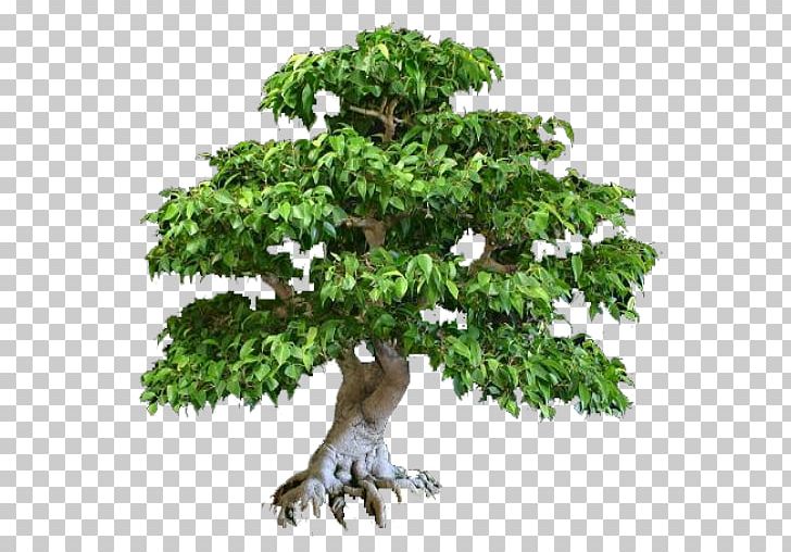 Bonsai Tree Taman PNG, Clipart, Bonsai, Bonsai Tree, Branch, Desktop Wallpaper, Flowerpot Free PNG Download