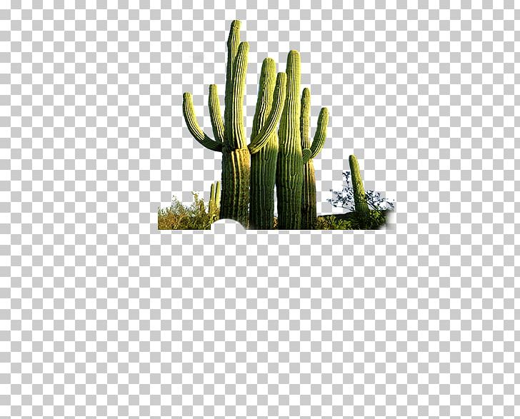 Cactaceae Desert Computer File PNG, Clipart, Cactus, Cactus Cartoon, Cactus Flower, Cactus Vector, Cactus Watercolor Free PNG Download
