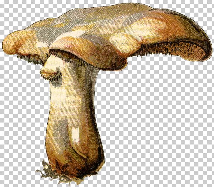 Mushroom Botanical Illustration Mycology Botany Fungus PNG, Clipart, Agaricaceae, Art, Botanical Illustration, Botany, Drawing Free PNG Download