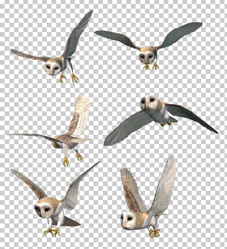 Owl Bird Of Prey PNG, Clipart, Animal, Animals, Beak, Bird, Bird Of Prey Free PNG Download