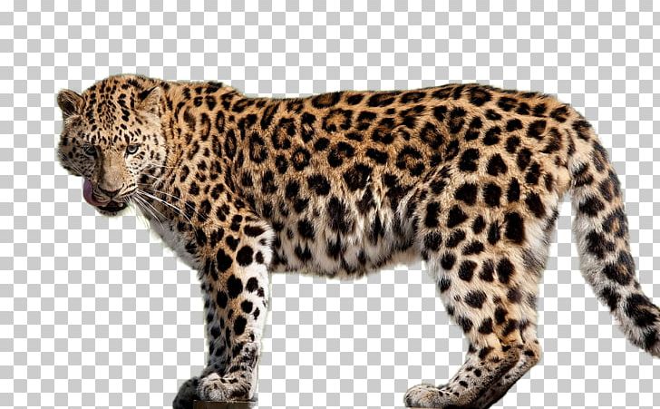Amur Leopard Felidae Cheetah Jaguar PNG, Clipart, Amur , Animals, Big Cat, Big Cats, Carnivoran Free PNG Download