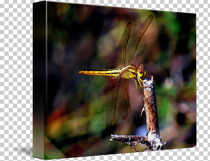 Dragonfly Net-winged Insects Damselflies Photography PNG, Clipart, Arthropod, Damselfly, Dragonflies And Damseflies, Dragonfly, Insect Free PNG Download