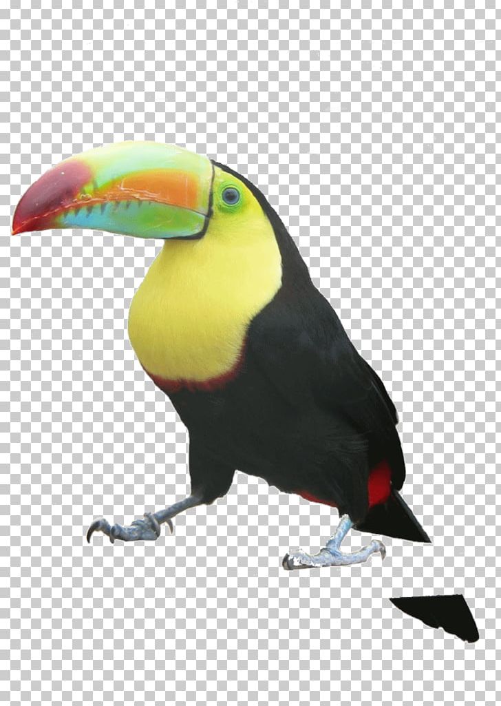 Bird Toucan Valentine's Day PNG, Clipart, Animal, Animals, Beak, Bird, Blog Free PNG Download