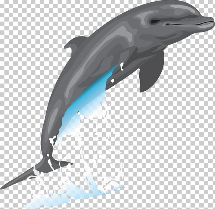 Bottlenose Dolphin Drawing PNG, Clipart, Animals, Art, Bottlenose Dolphin, Common Bottlenose Dolphin, Dolphin Free PNG Download