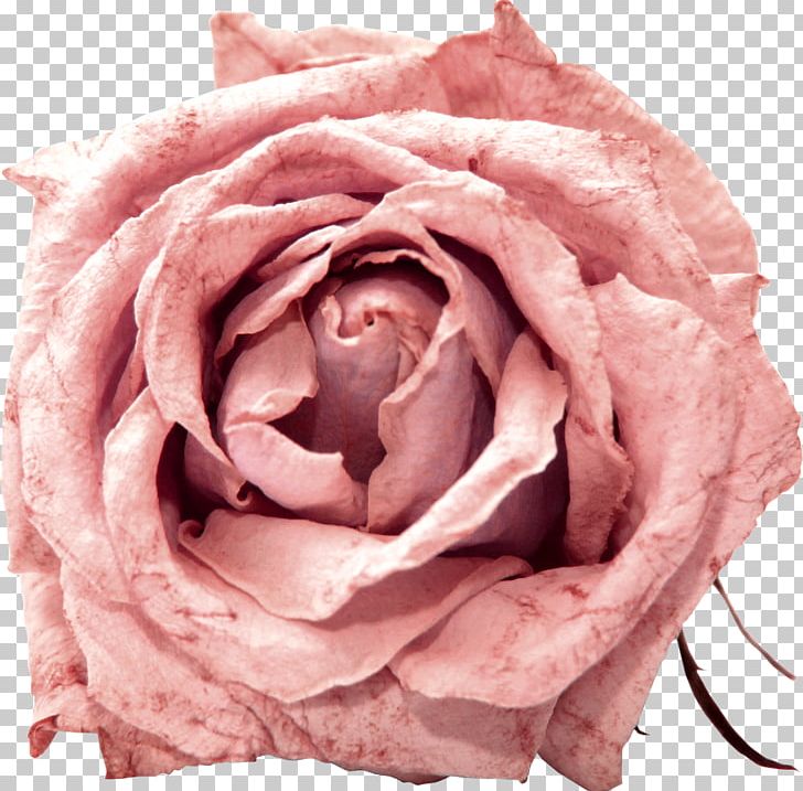 Garden Roses Cabbage Rose Floribunda Pink Flower PNG, Clipart, Cut Flowers, Floribunda, Flowe, Flower, Garden Roses Free PNG Download
