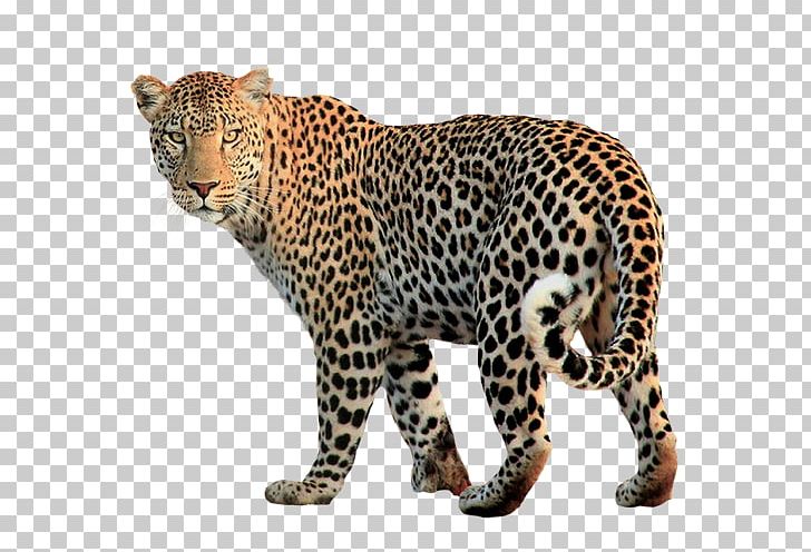 Jaguar Felidae PNG, Clipart, Animal Figure, Animals, Big Cats, Carnivoran, Cat Like Mammal Free PNG Download