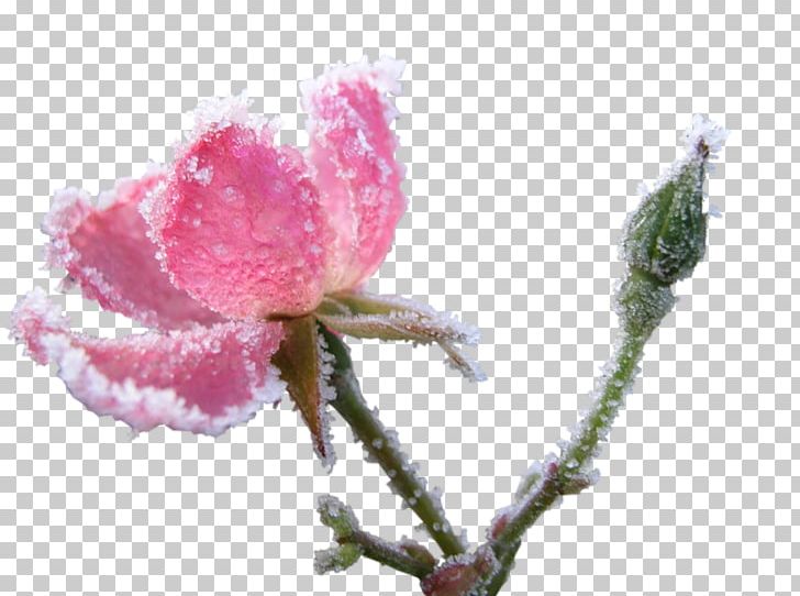 Painting Flower La Scala Painter Still Life PNG, Clipart, Art, Blossom, Branch, Bud, Charles Wysocki Free PNG Download