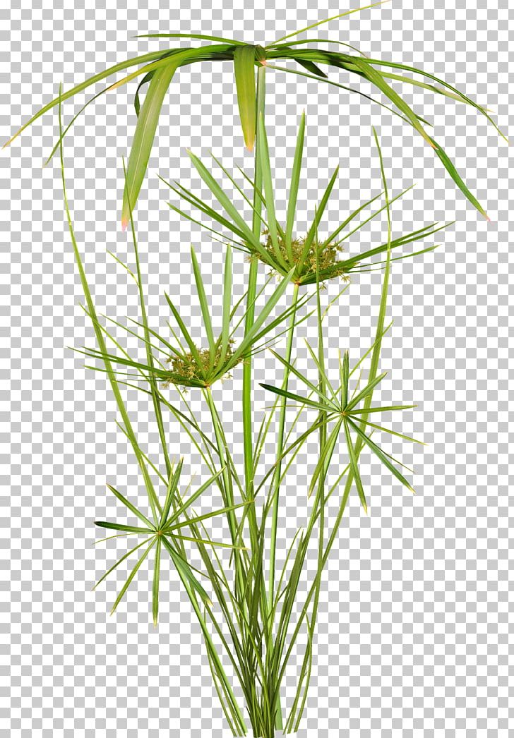 Plant Scrapbooking Vetiver TinyPic PNG, Clipart, Askartelu, Chrysopogon Zizanioides, Commodity, Email, Flower Free PNG Download
