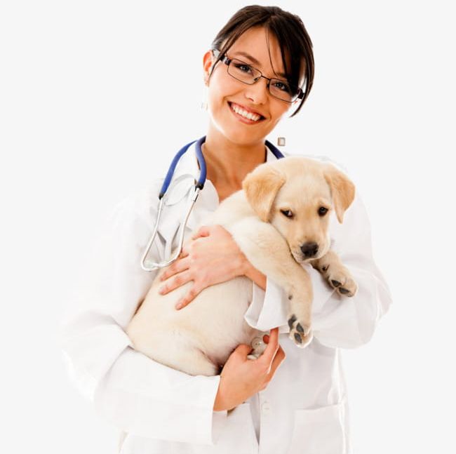 The Beauty Pet Doctor Holds The Dog PNG, Clipart, Beauty Clipart, Beauty Clipart, Claws, Doctor, Doctor Clipart Free PNG Download