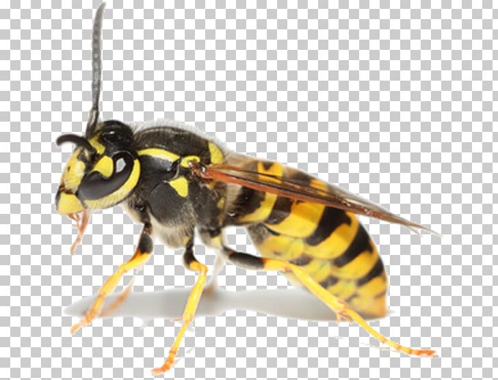 Insect Bee Cockroach Pest Control Wasp PNG, Clipart, Animals, Arthropod, Bed Bug, Common Clothes Moth, Flea Free PNG Download