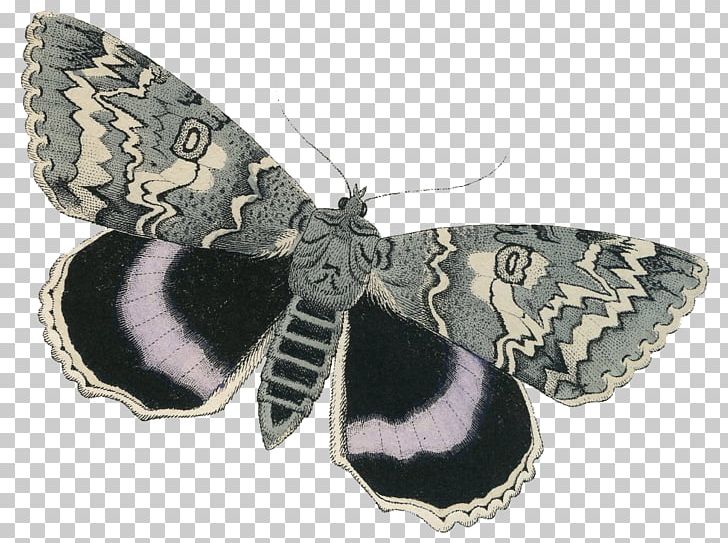 Moth Napa Home & Garden Art PNG, Clipart, Art, Arthropod, Butterfly, Butterfly Fairy, Fairy Free PNG Download
