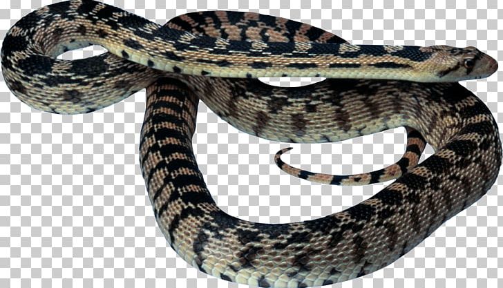 Snake King Cobra Reptile PNG, Clipart, Animals, Boa Constrictor, Boas, Colubridae, Desktop Wallpaper Free PNG Download