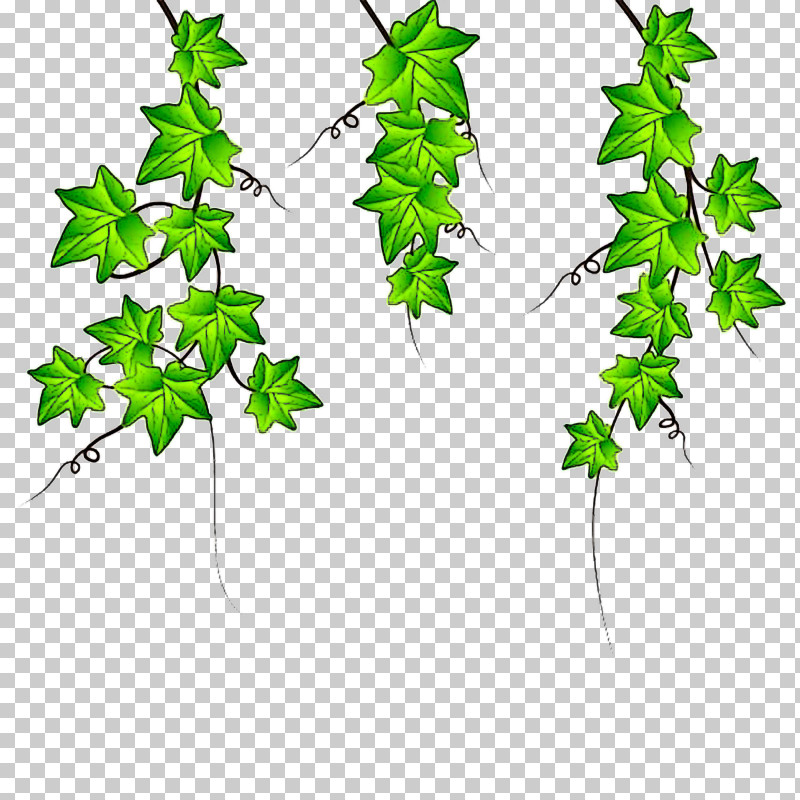 Ivy PNG, Clipart, Black Maple, Branch, Flower, Green, Ivy Free PNG Download