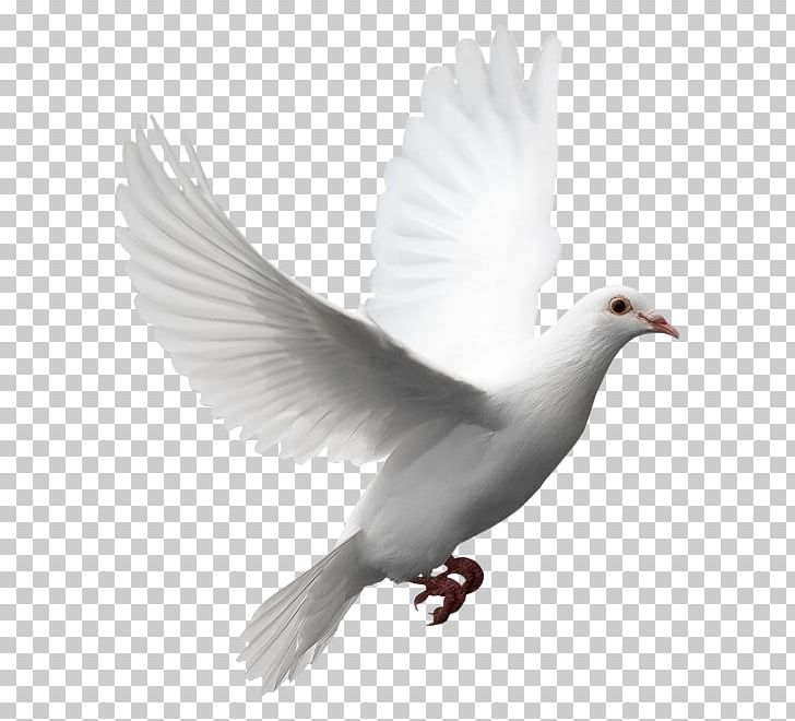 Columbidae Release Dove Doves As Symbols Domestic Pigeon PNG, Clipart, Beak, Bird, Bird Day, Clip Art, Columbidae Free PNG Download
