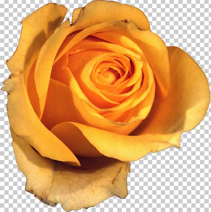 Flower Garden Roses Yellow Beach Rose Petal PNG, Clipart, Beach Rose, Centifolia Roses, Closeup, Color, Cut Flowers Free PNG Download