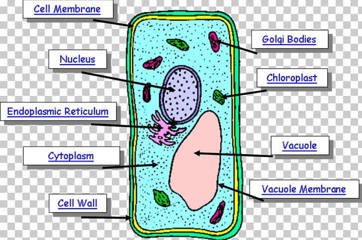 human cell diagram