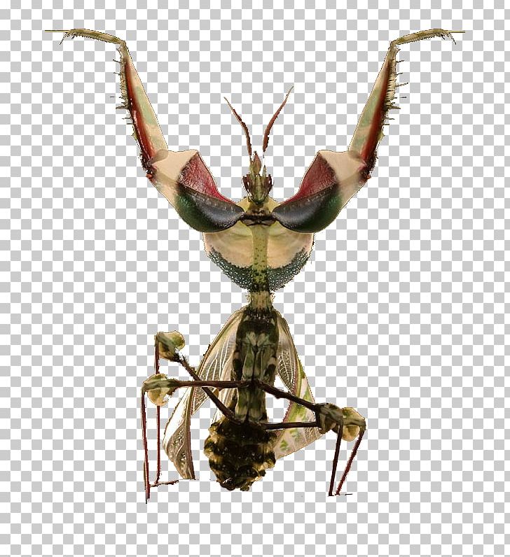 Beneficial Insects Mantis PNG, Clipart, 1000000, Animals, Beneficial Insects, Boszorkxe1ny, Designer Free PNG Download