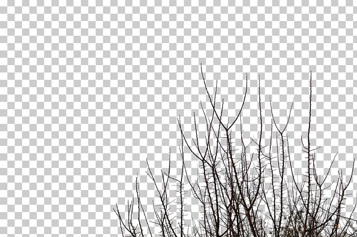 Branch Tree Desktop PNG, Clipart, Black And White, Branch, Computer Wallpaper, Desktop Wallpaper, Grass Free PNG Download