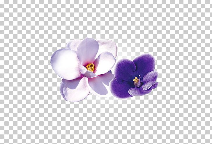 Flower Violet Moth Orchids Petal PNG, Clipart, Flower, Flowering Plant, Indian Sandalwood, Lavanta, Lavender Free PNG Download