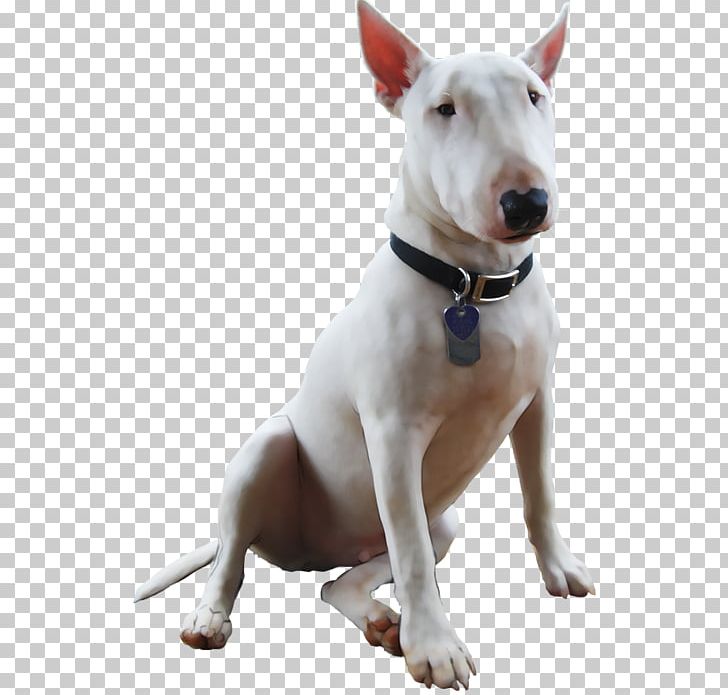 Miniature Bull Terrier Bull And Terrier Old English Terrier English White Terrier PNG, Clipart, Arama, Breed, Bull And Terrier, Bulldog, Bull Terrier Free PNG Download