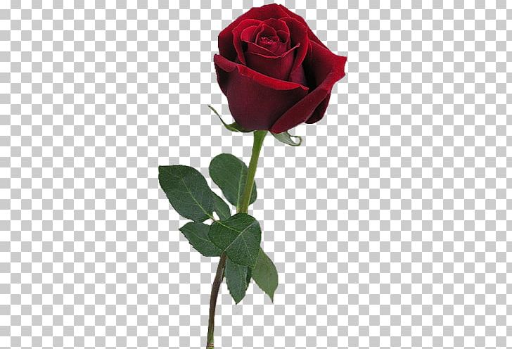 Rose Red PNG, Clipart, Artificial Flower, Black Rose, Blumen, Color, Cut Flowers Free PNG Download