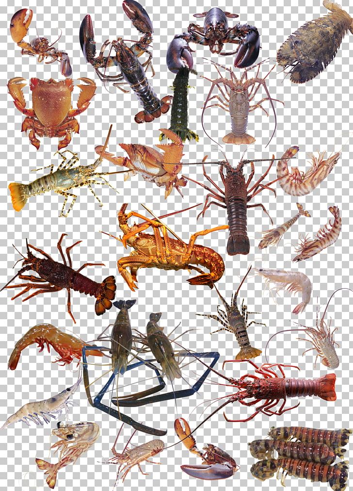 Seafood Crab Shrimp Palinurus Elephas PNG, Clipart, Animal Source Foods, Arthropod, Cartoon, Crab, Crabs Free PNG Download