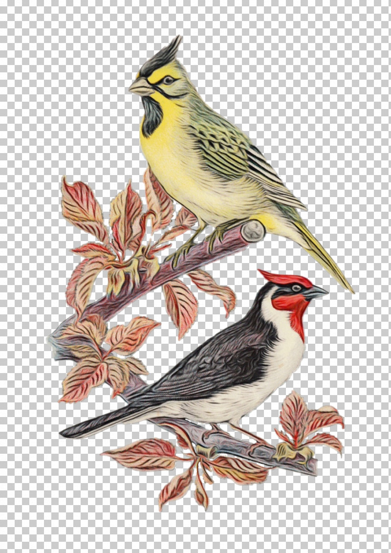 Feather PNG, Clipart, Beak, Feather, Finches, Lark, Paint Free PNG Download