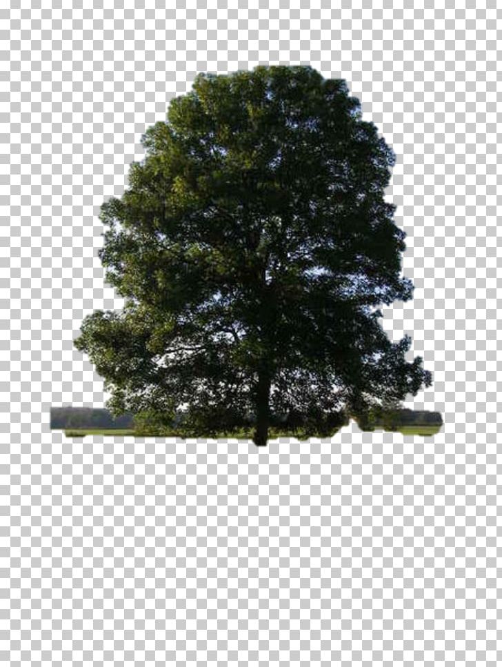 Cedar Elm Eastern Red Cedar Tree Dutch Elm Disease American Elm PNG, Clipart, Ash Tree, Biome, Ceratocystis Fagacearum, Conifer, Dutch Elm Disease Free PNG Download