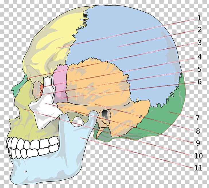 Skull Parietal Bone Anatomy Human Skeleton PNG, Clipart, Anatomy, Area, Art, Bone, Cartoon Free PNG Download
