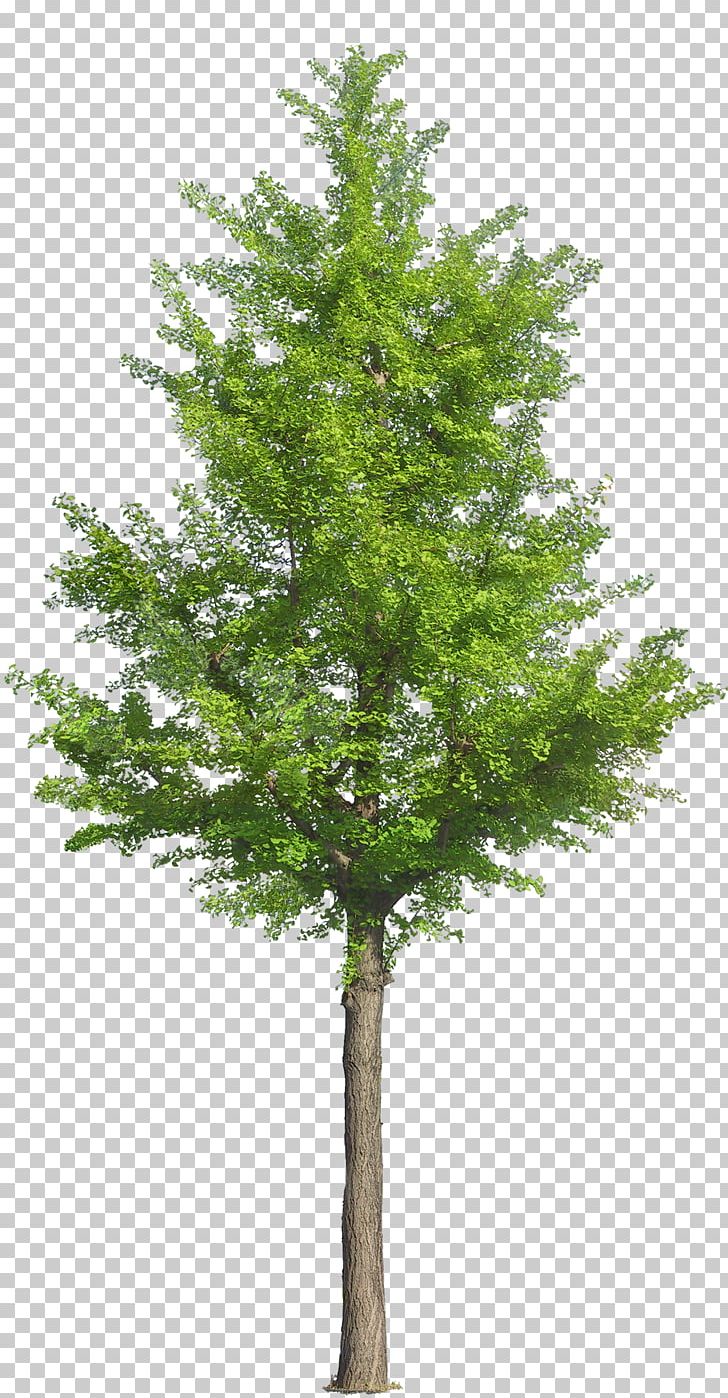 Tree Drawing Landscape Landscaping PNG, Clipart, Biome, Branch, Christmas Tree, Conifer, Cypress Family Free PNG Download