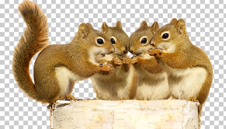Red Squirrel Stock Photography Rodent The Schemer PNG, Clipart, Can Stock Photo, Chipmunk, Cuteness, Fauna, Fox Squirrel Free PNG Download
