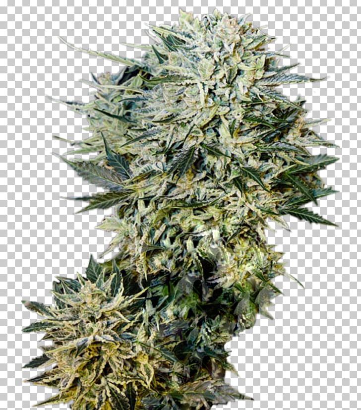 Seed Kush Cannabis Cultivar Car PNG, Clipart, Amsterdam Seed Center, Assortment Strategies, Cannabis, Car, Cultivar Free PNG Download